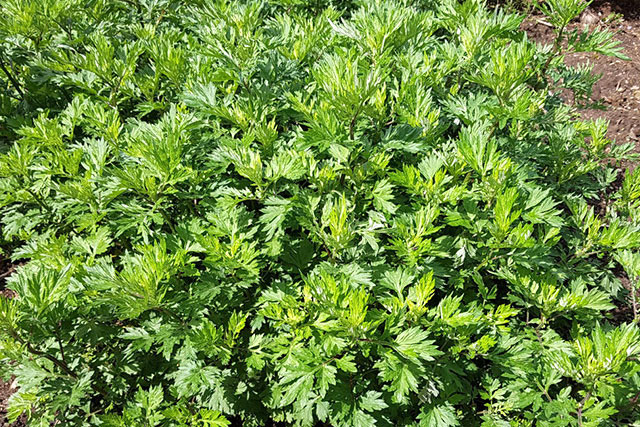 種植艾草對(duì)土壤有一定的要求，出苗后需要移植，日常管理要科學(xué)